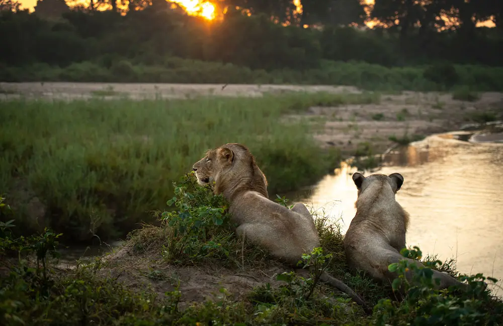 Interview: Singita photographer Ross Couper on the powerful role of storytelling 3 Singita-lions-by-Ross-Couper_1000x650