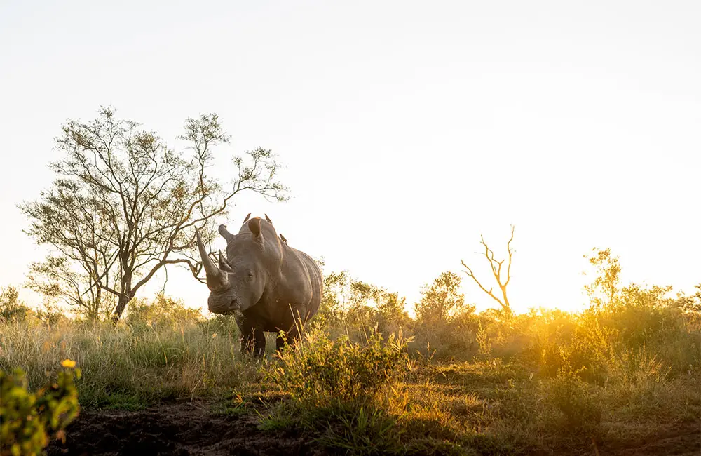 Interview: Singita photographer Ross Couper on the powerful role of storytelling 7 Singita-rhino-by-Ross-Couper_1000x650