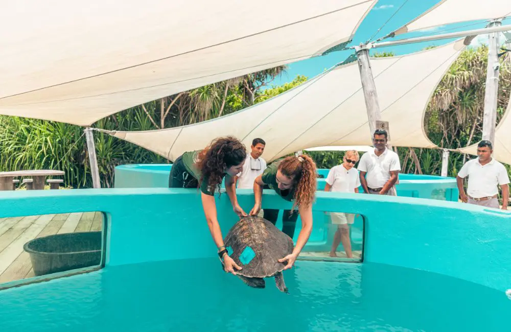 Soneva opens sea turtle rehabilitation centre in the Maldives