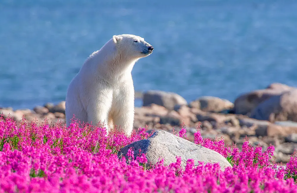 The Ultimate Guide to Regenerative Tourism across Canada 9 Polar bear in the fireweed in Churchill, Manitoba. Image: Dennis Fast
