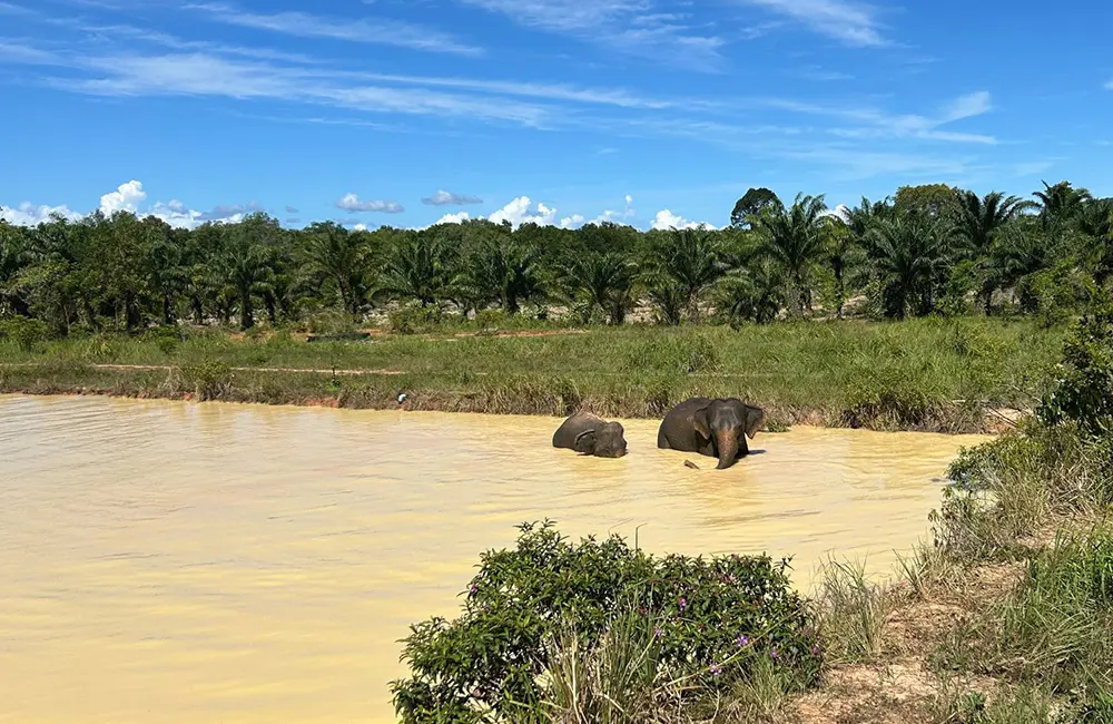 Rescue elephants Dao Rueng and Lao Thong Chaba cool down in a lake at Following Giants in Krabi.