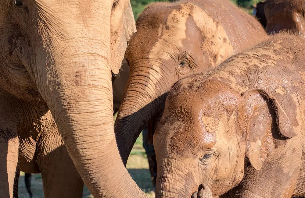 Pachyderm pact: How Intrepid Travel is observing 10 years since ending elephant rides on its trips