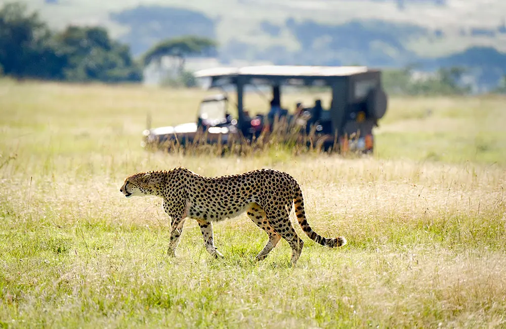 Helloworld, Bench Africa, SAA & South Africa Tourism team up to help Aussies 'Find Their Joy' in South Africa 2 Bench Africa