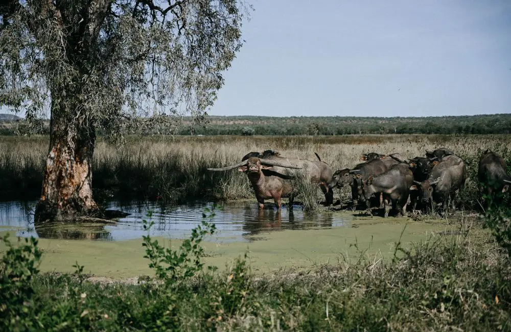 Bullo River Station: Setting the benchmark for conservation in the Outback