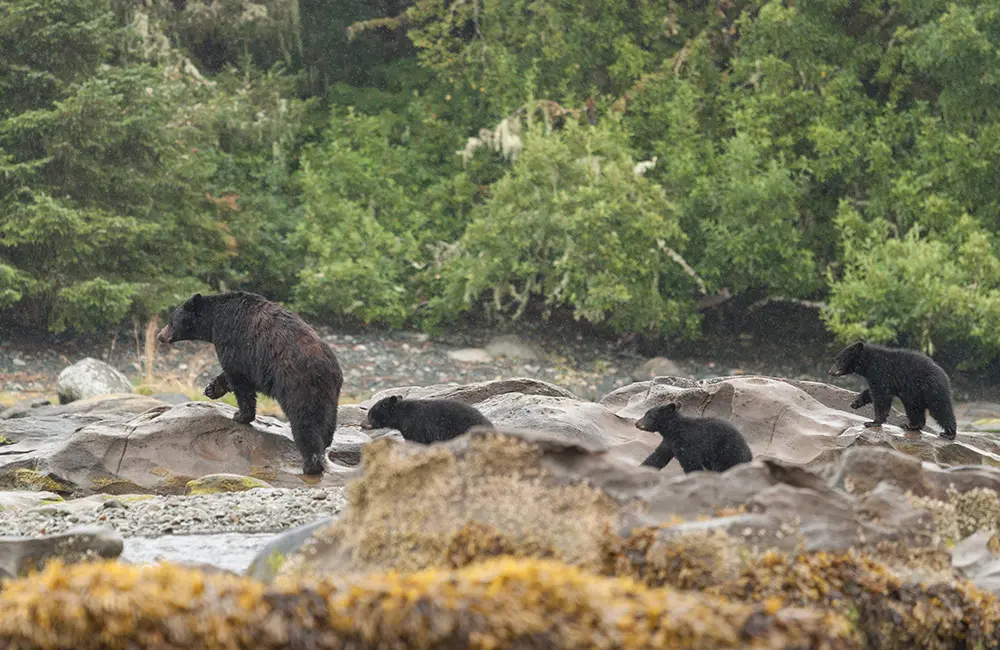 See Canada anew in 2025 with 3 jaw-dropping British Columbia experiences from Viva Holidays
