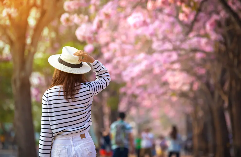 1 in 3 Aussies plan to head overseas in 2025 – and this is their most desired destination 2 Female traveller holding hat with back to camera in park with cherry blossoms in bloom in Japan. au international destination