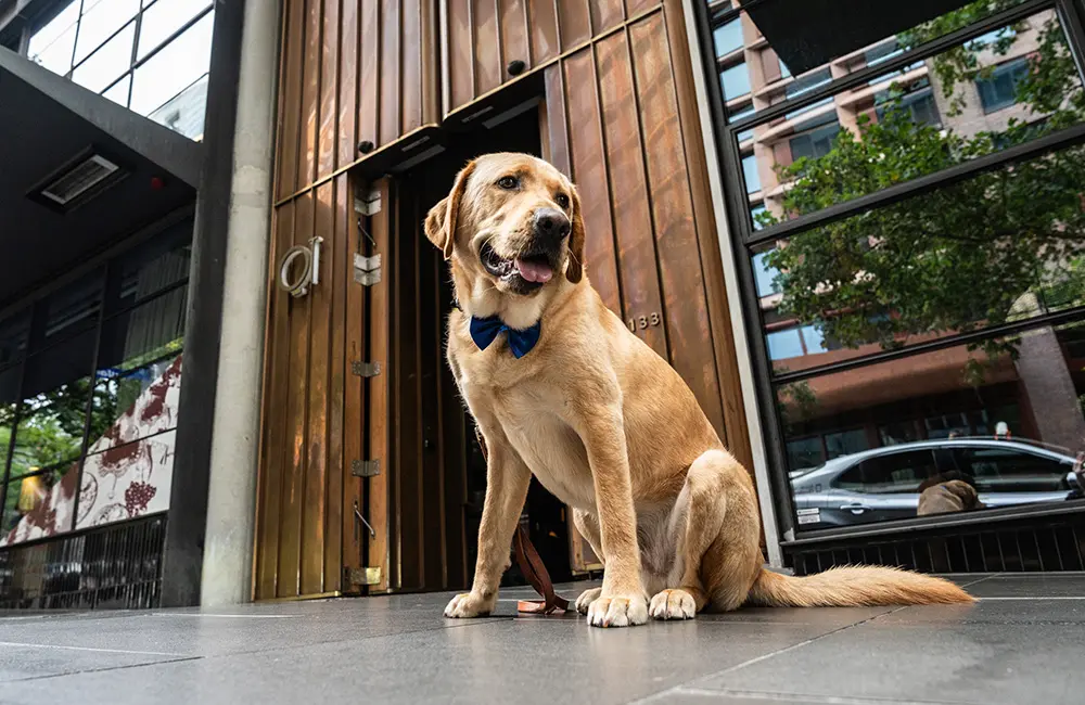 Paws and relax: Are Melbourne hotels leading the pack for pet-friendly stays?