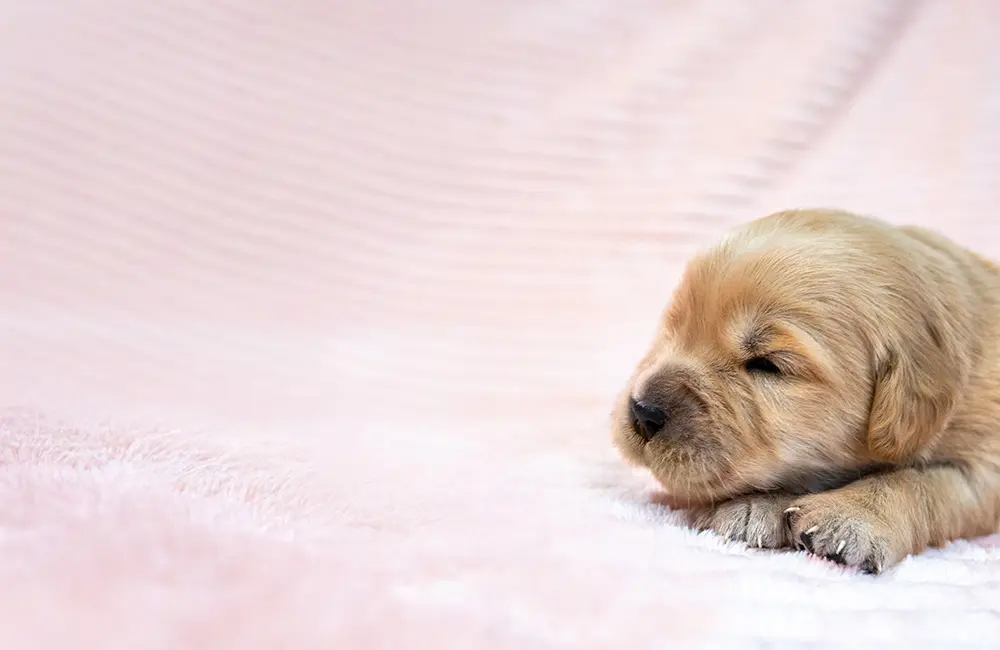 Paw patrol: Royal Caribbean shares a sneak peek at its newest Chief Dog Officer