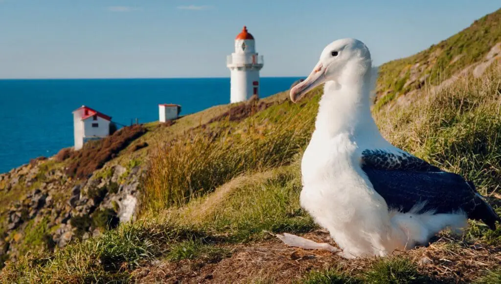 Go the Southern Way in NZ with ANZCRO & Jetstar 7 Southern Way