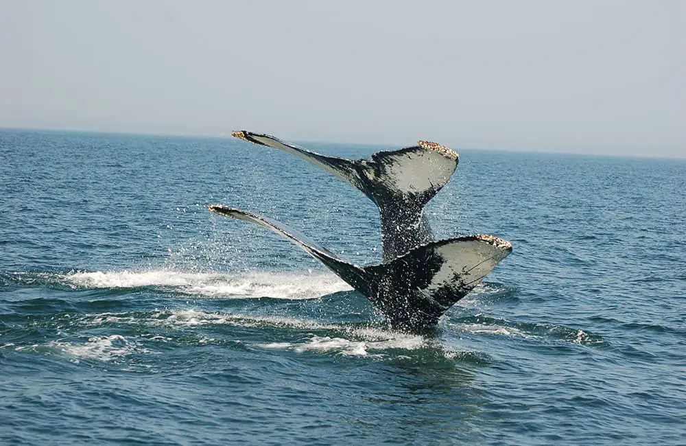 Atlantic Canada in autumn: 4 East Coast provinces with diverse cultures, sea-to-table flavours & alluring nature 12 Two humpback whale tails in the Bay of Fundy, New Brunswick in Atlantic Canada in autumn.