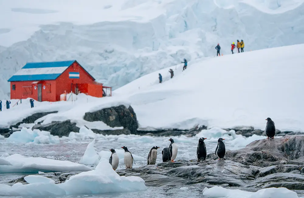 HX's Amber Wilson on the cruise line's new ownership and joining CLIA 5 HX expedition group at Paradise Bay Brown Station in Antarctica with penguins in foreground.