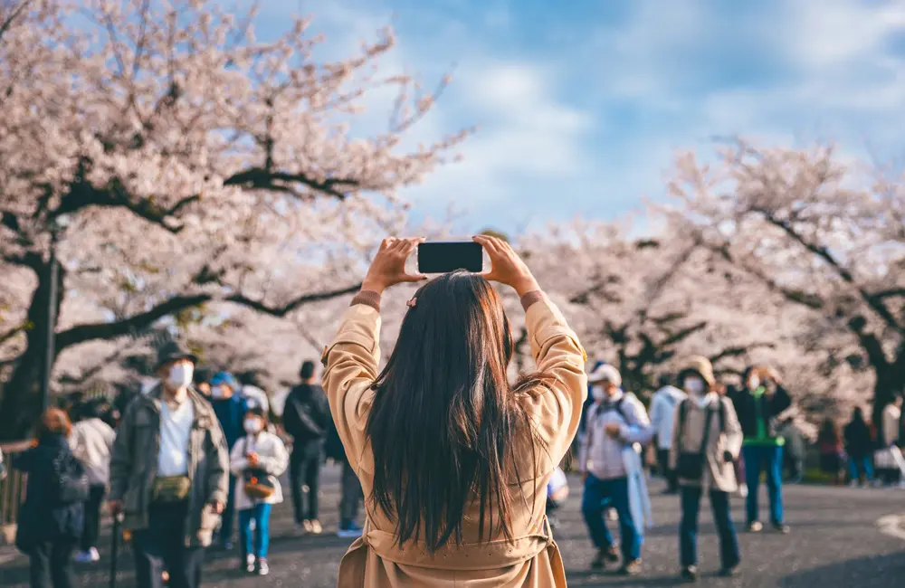 Triple UK & double US: Japan travel surges as total outbound trips grow by 8% 1 Female tourist taking a photo of cherry blossoms in park in Tokyo, Japan with smartphone.