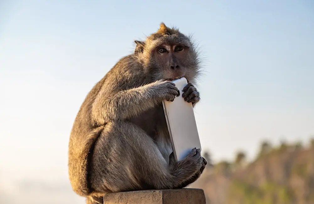 Karryon Top 10 stories of the week: Catch up on our most-wanted: Apr 17 5 Monkey thief sitting with stolen mobile phone at sunset near Uluwatu temple, Bali.