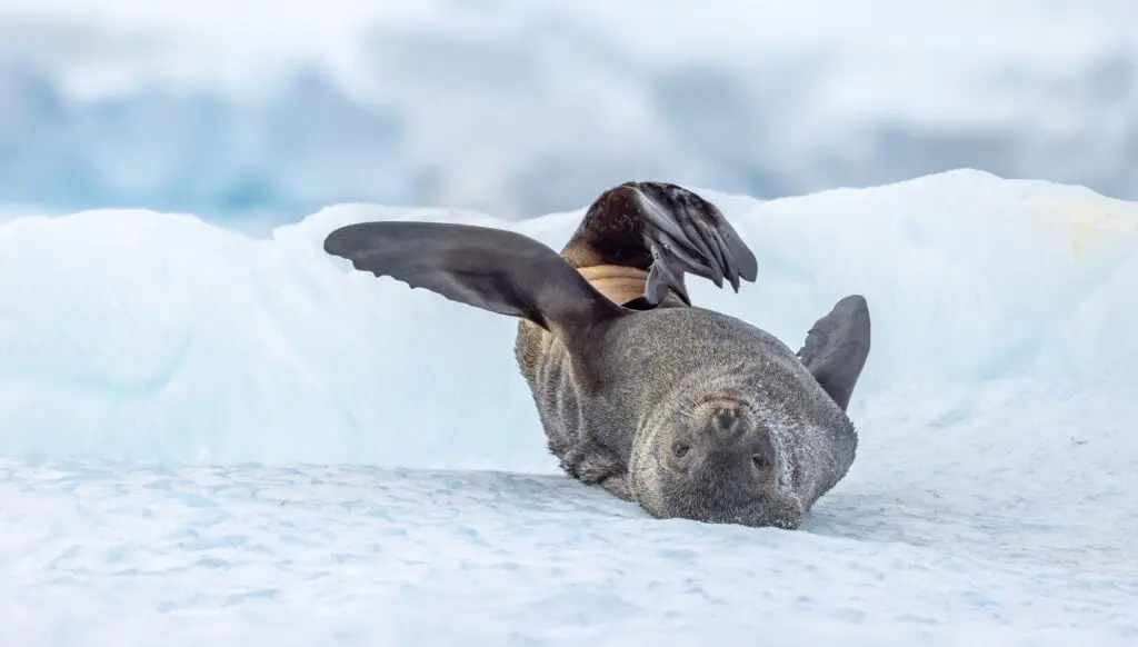 Antarctica like you've never imagined – with HX 4 HX Antarctica
