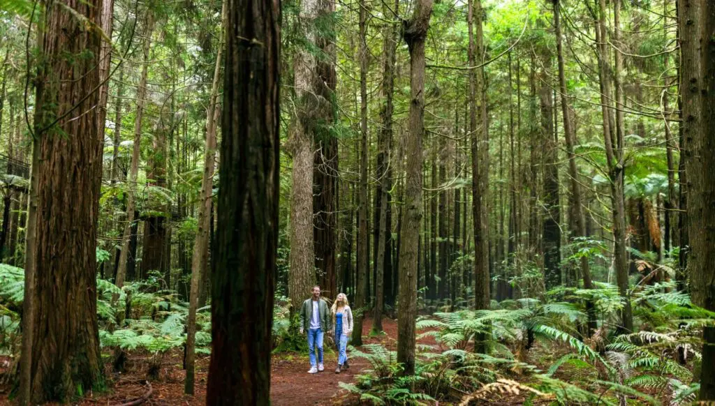 Why New Zealand self-drive road trips are ideal for Aussies 2 1000x568 8 1