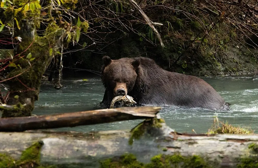 RVC2025: A travel agent's cheat sheet to what's new in Canada 8 Canada Toba Bear