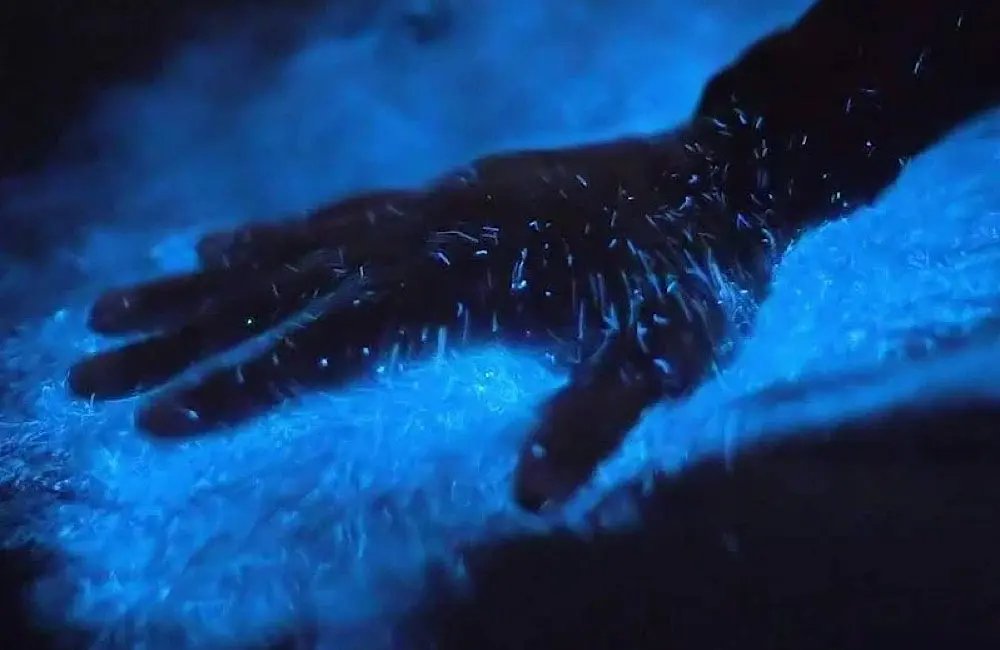 RVC2025: A travel agent's cheat sheet to what's new in Canada 20 Canada bioluminescence