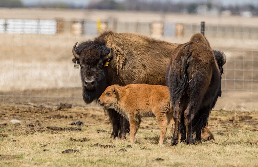 RVC2025: A travel agent's cheat sheet to what's new in Canada 31 Canada bison