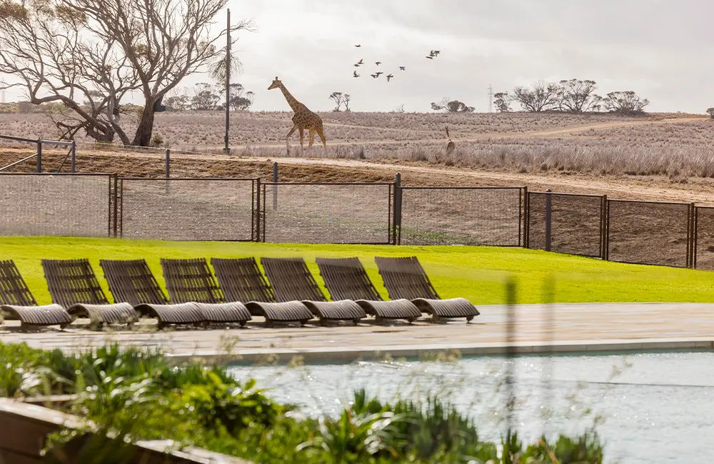 Journey Beyond: Monarto Safari Resort officially opens in South Australia
