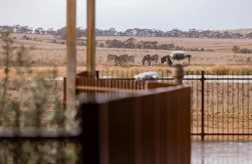 Journey Beyond: Monarto Safari Resort officially opens in South Australia 1 Journey Beyond Montaro Safari Resort