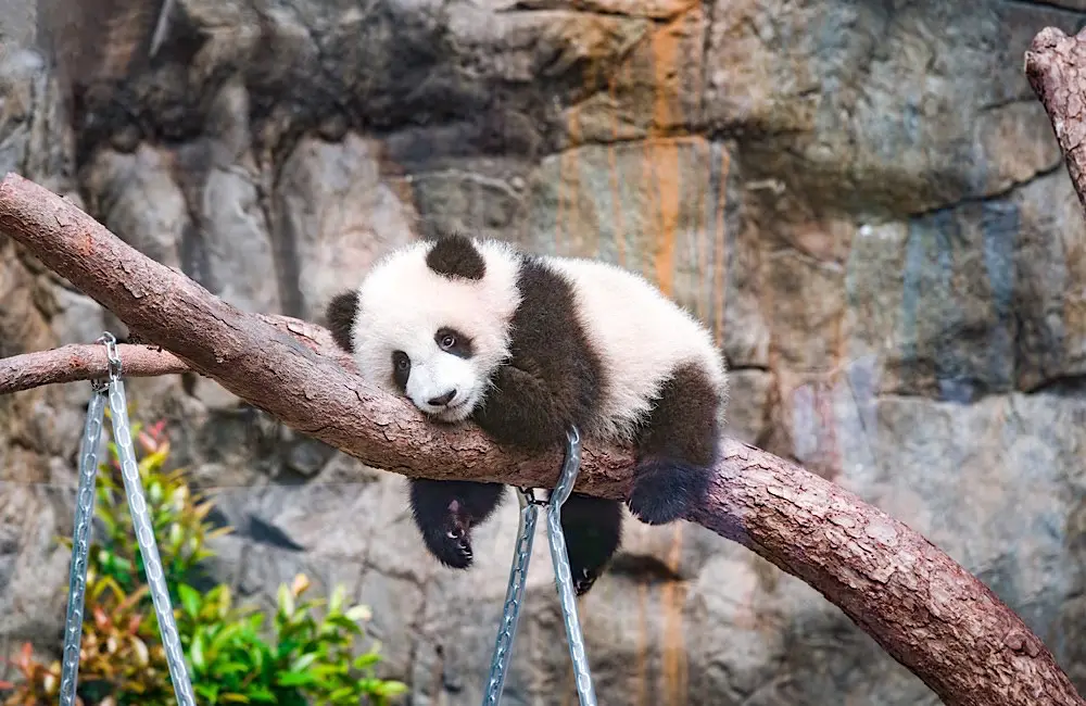 Hong Kong heats up: Infinity Holidays launches new agent incentive after Sydney event 1 Hong Kong Giant Panda