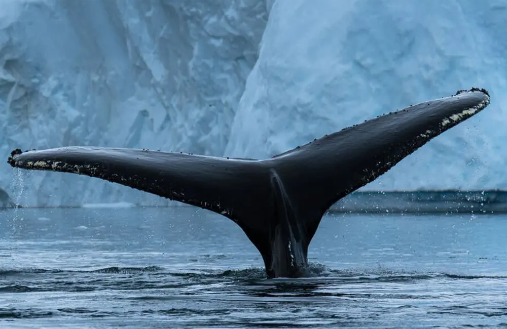 Kayak in Antarctica with Intrepid Travel Ambassador & Olympian Noémie Fox in 2026 1 Whale tail (fluke) in Antarctica against icebergs.