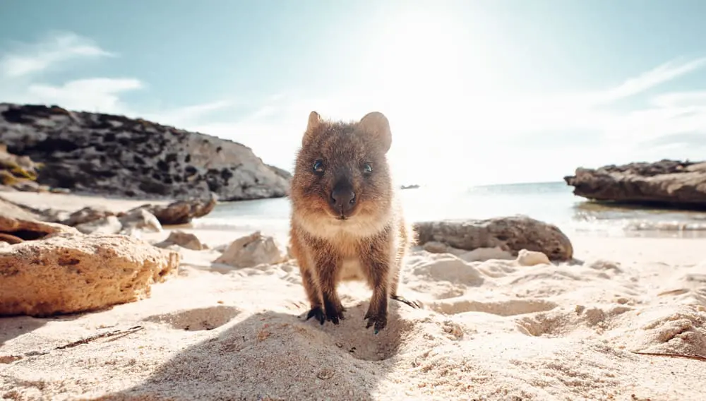 Journey to Western Australia on the Indian Pacific (& save!) 6 JB TWA Quokka 1