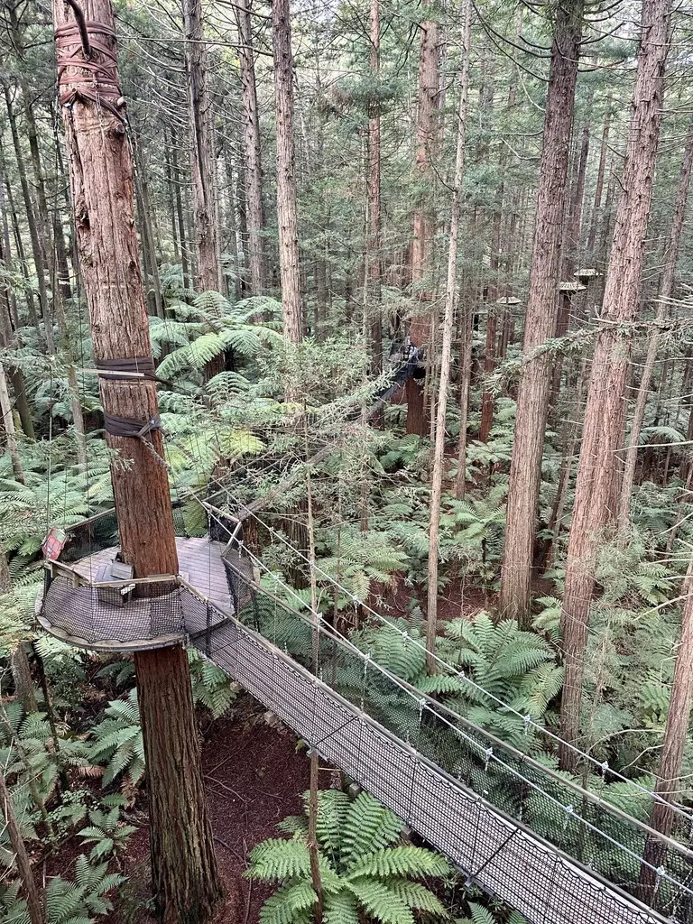 Tourism Industry Aotearoa CEO Rebecca Ingram interview: 3 major trends shaping New Zealand tourism 3 Rotorua's redwoods are a short drive from the centre of town.