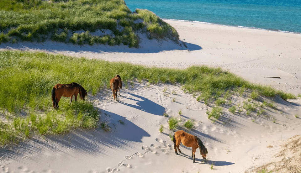 ETC signs first marine partner as Expedition Experience enters AU market 3 Sable Island