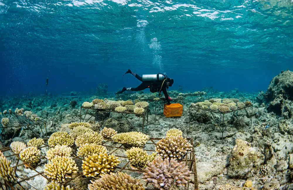 Soneva’s pioneering marine conservation efforts gain UN recognition