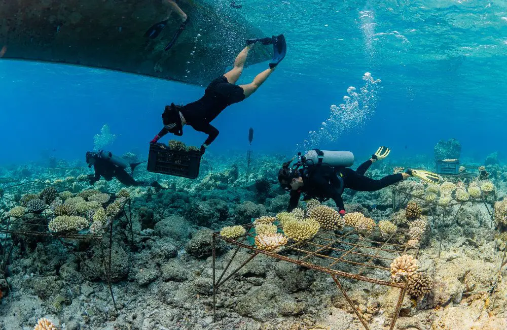 Soneva’s pioneering marine conservation efforts gain UN recognition 3 Coral propagation with the Soneva Foundation