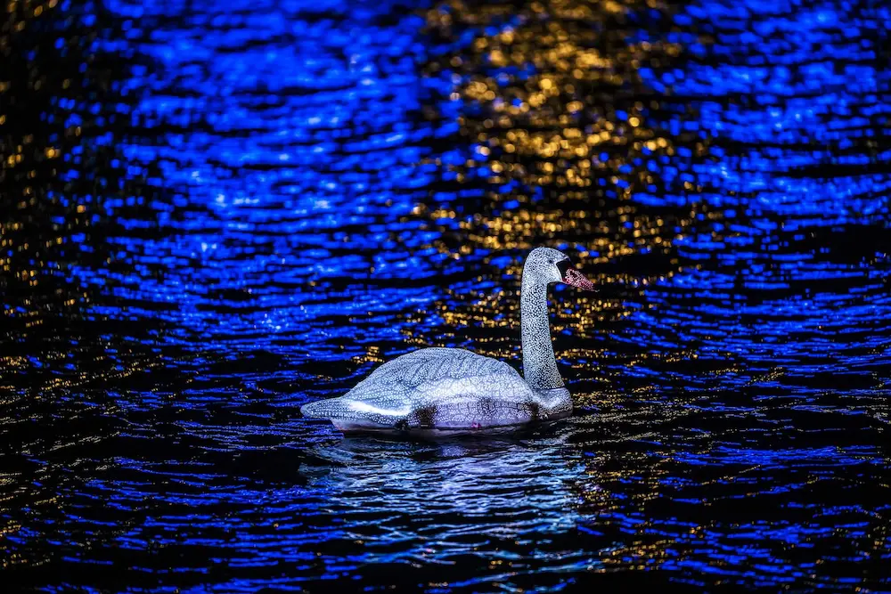 Vivid Sydney 2025: Lights on for 15th anniversary amid weather woes 7 A group of 12 artificial swans, moving autonomously by GPS (remote-controlled from the land), come together for a choreographed ballet on the water. The swan has always occupied a dream-like place in human stories and fairytales. Ethereal and graceful, the synchronised dance of Cygnus invites you into a parallel dream world. Artist - Florian Giefer