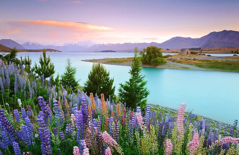 APT to host biggest New Zealand trade famil in a decade – here’s what's in store 1 Lupins in bloom at Lake Tekapo on NZ's South Island. Image: ATG for APT NZ Mega Famil