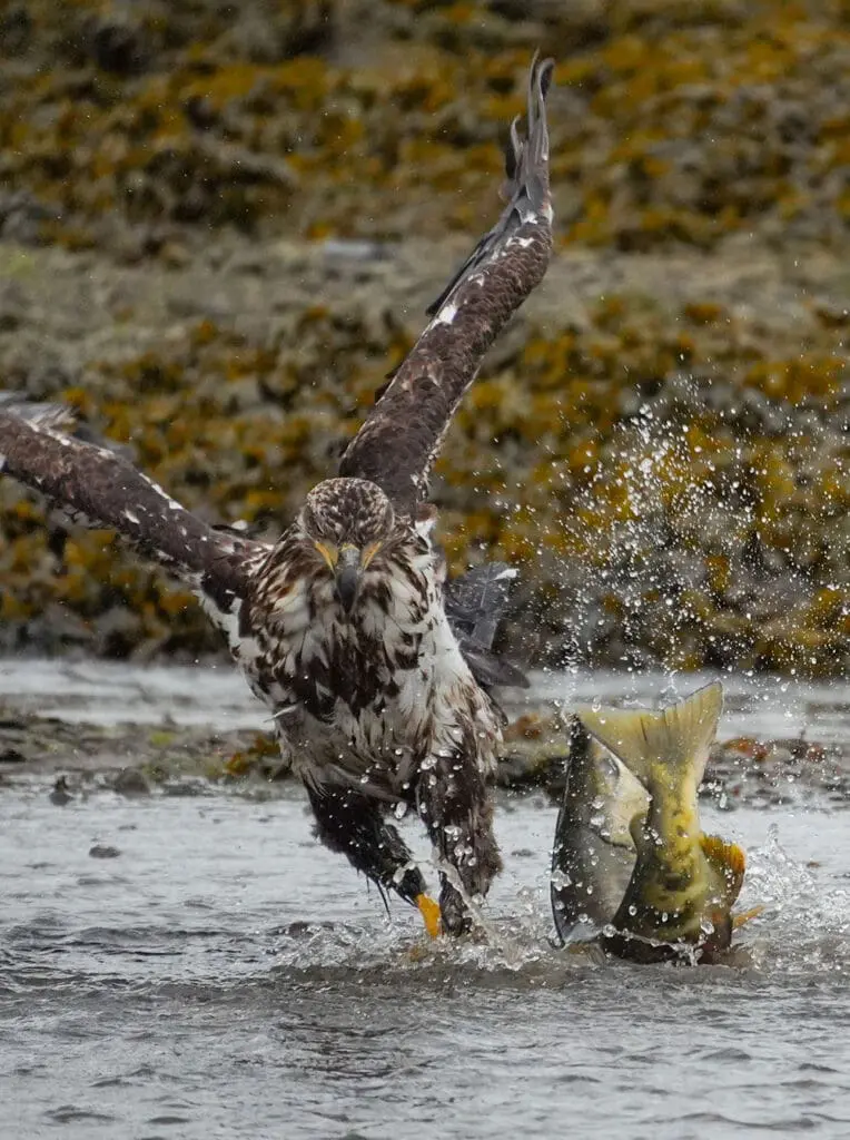 Meet the HX Wild Shots competition winner – and the photo that took the crown 2 Winning photo of juvenile bald eagle fishing by Tara Dickson, HX Wild Shots competition winner.