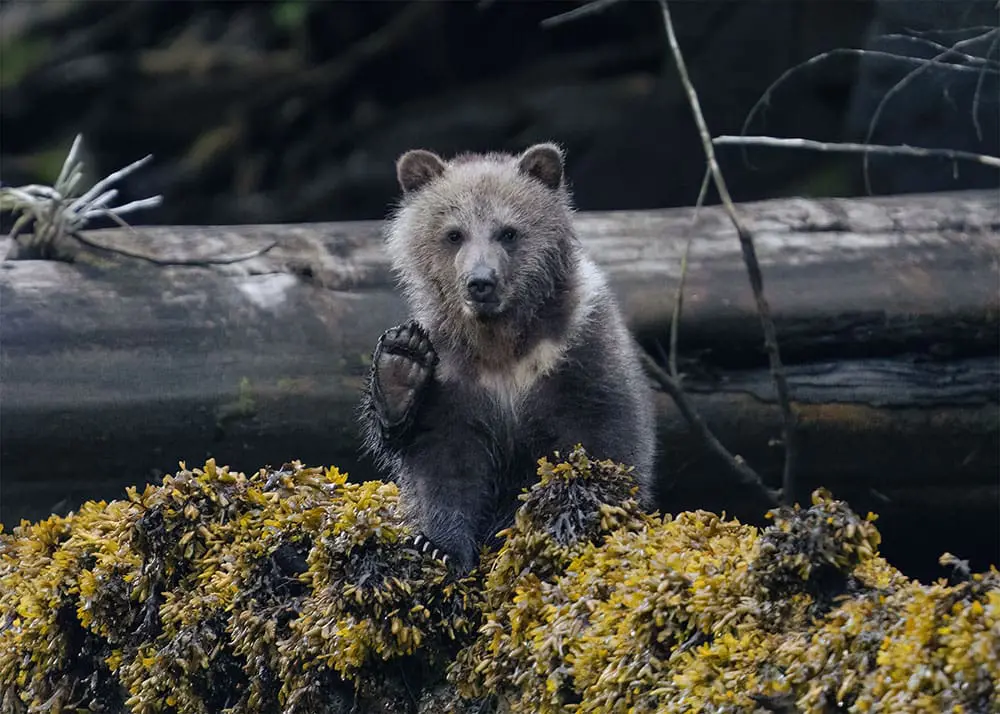 Meet the HX Wild Shots competition winner – and the photo that took the crown 6 HX Wild Shots photo competition