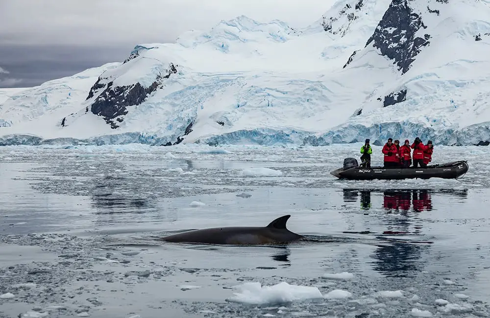 G Adventures makes a polar power move with double the ships to the Arctic & Antarctic by July 2025 5 Whale viewing from a Zodiac vessel in Antarctica's Ciera Cove. Image: G Adventures