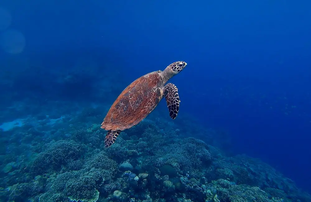 Exclusive-use island in Vanuatu’s Espiritu Santo reopens as barefoot luxury resort 2 Hawksbill Turtle © Olga ga