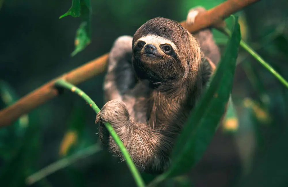 Delfin’s co-founder on the company's new-look ship and commitment to riverside communities 3 Spotting sloths on an excursion with Delfin I