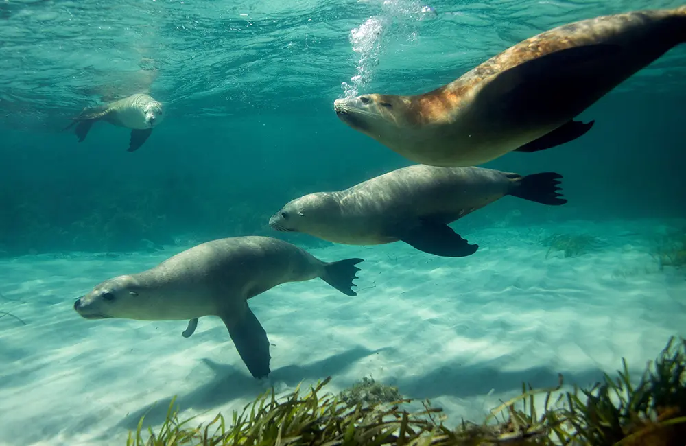 Discover South Australia’s simple pleasures with Viva Holidays 1 South Australia