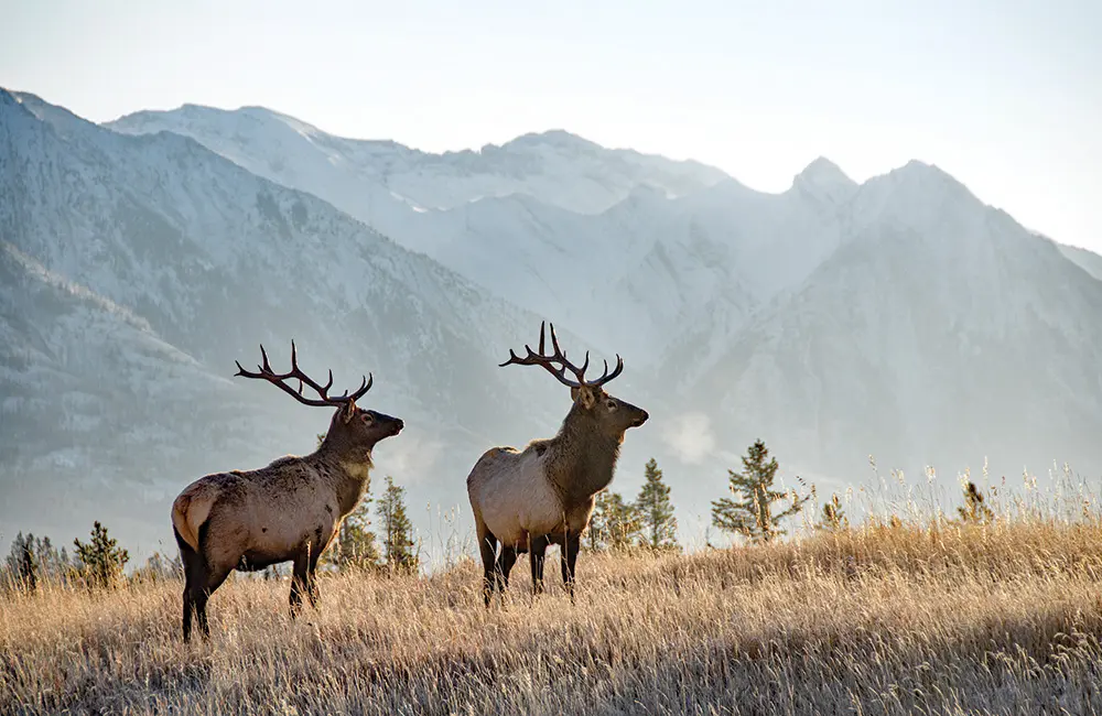 Advisors! Win a $15K luxe Canada adventure for two with APT & Travelmarvel