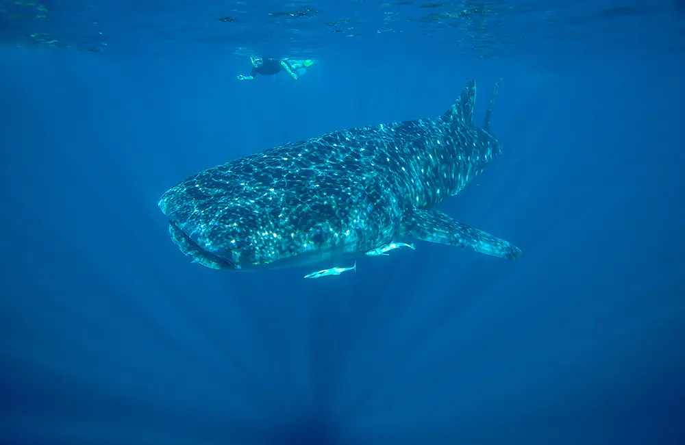 Whale, hello! Journey Beyond dives into Exmouth Dive & Whalesharks Ningaloo acquisition