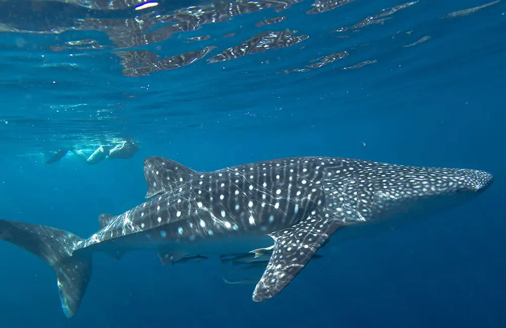 Whale, hello! Journey Beyond dives into Exmouth Dive & Whalesharks Ningaloo acquisition 2 EDW Whaleshark Swim Hero 3