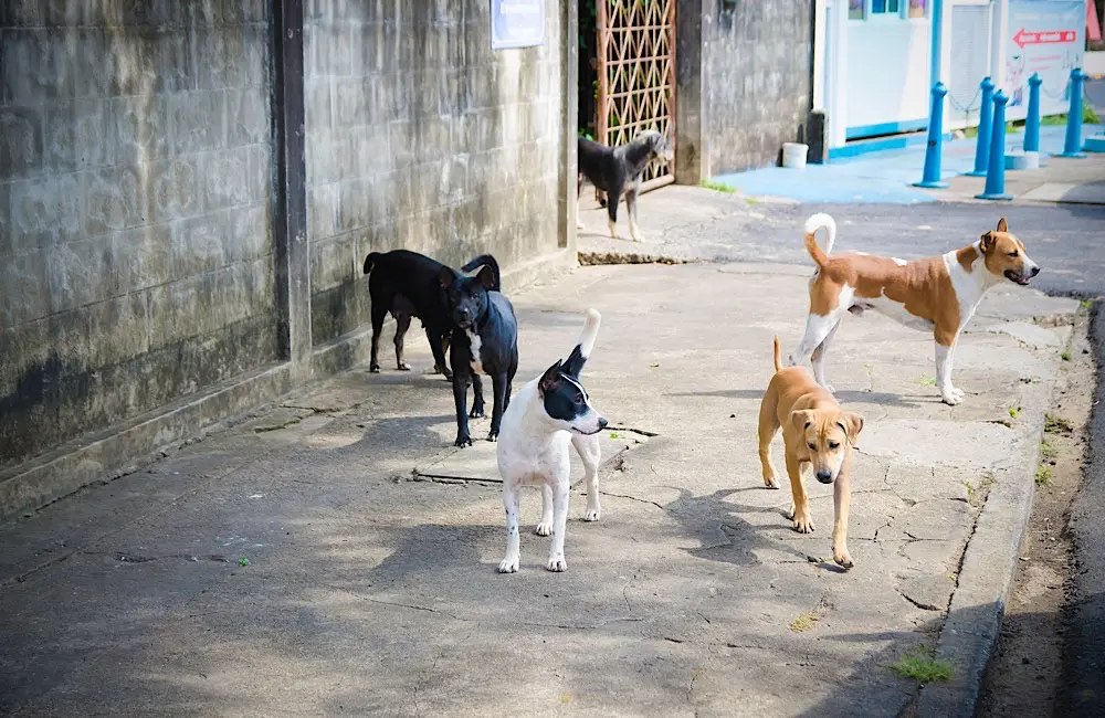 Travel gone wrong: The destinations behind 2024’s most expensive emergencies 5 Thailand’s rabies risk is real: World Travel Protection assisted travellers bitten by dogs and monkeys, often requiring urgent rabies treatment.