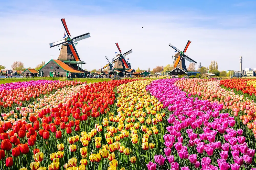 Helloworld’s new cruise brand officially sets sail with all-inclusive cruise escapes 2 Tulips in the Netherlands. Helloworld cruise