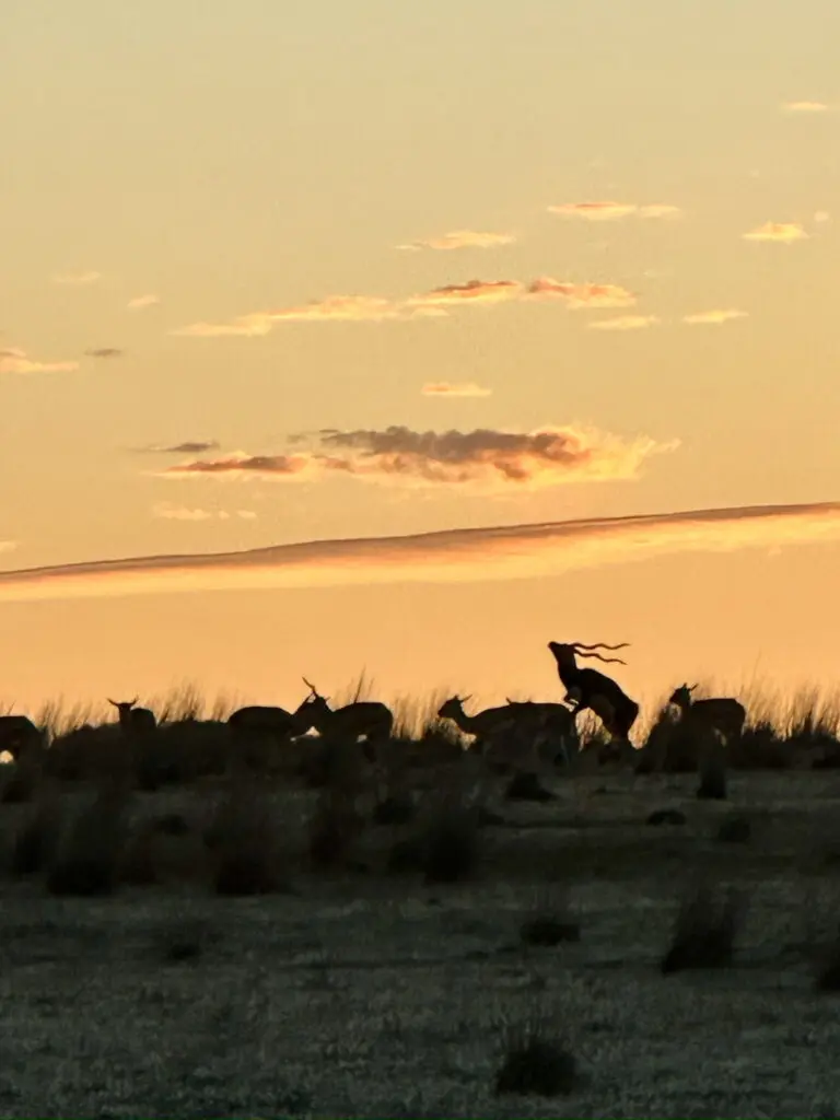 Monarto Safari Resort review: First look at the Aussie safari experience that feels like Africa 9 Monarto Safari Resort