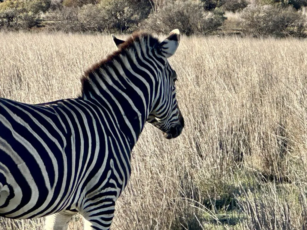 Monarto Safari Resort review: First look at the Aussie safari experience that feels like Africa 8 Monarto Safari Resort