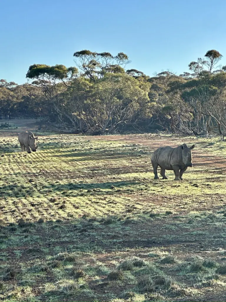 Monarto Safari Resort review: First look at the Aussie safari experience that feels like Africa 10 SA4
