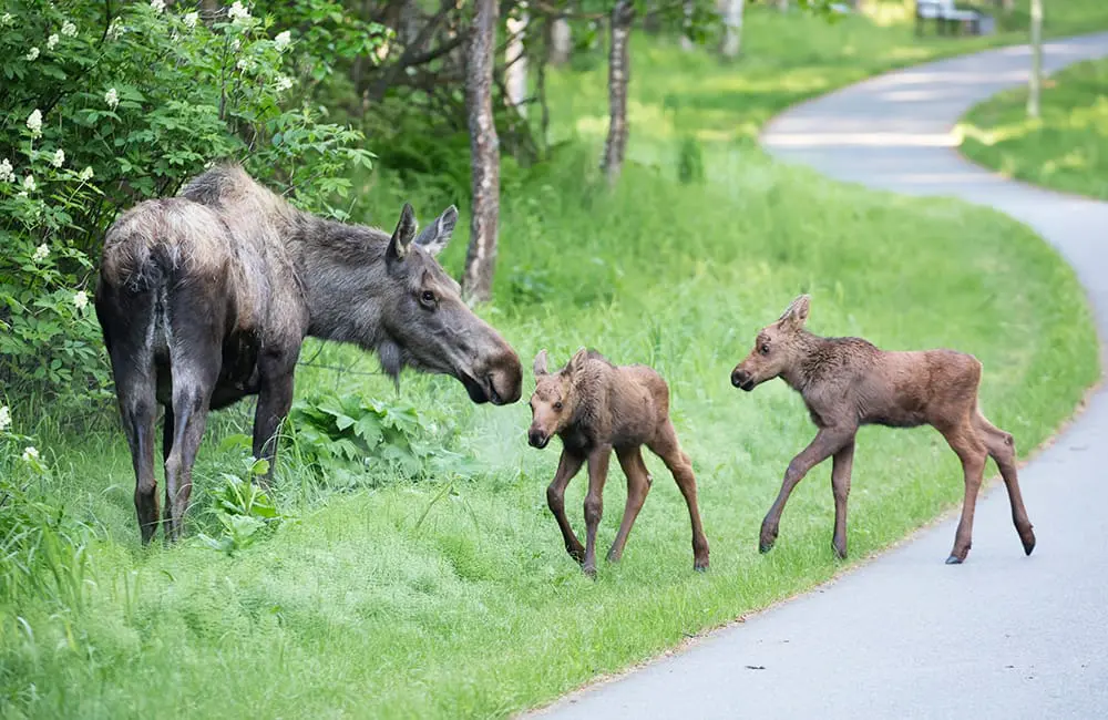 Visit Anchorage returns to Australia as Platinum Sponsor for Niche is Nice 2025 7 Urban moose in Anchorage. Image: Donna Dewhurst