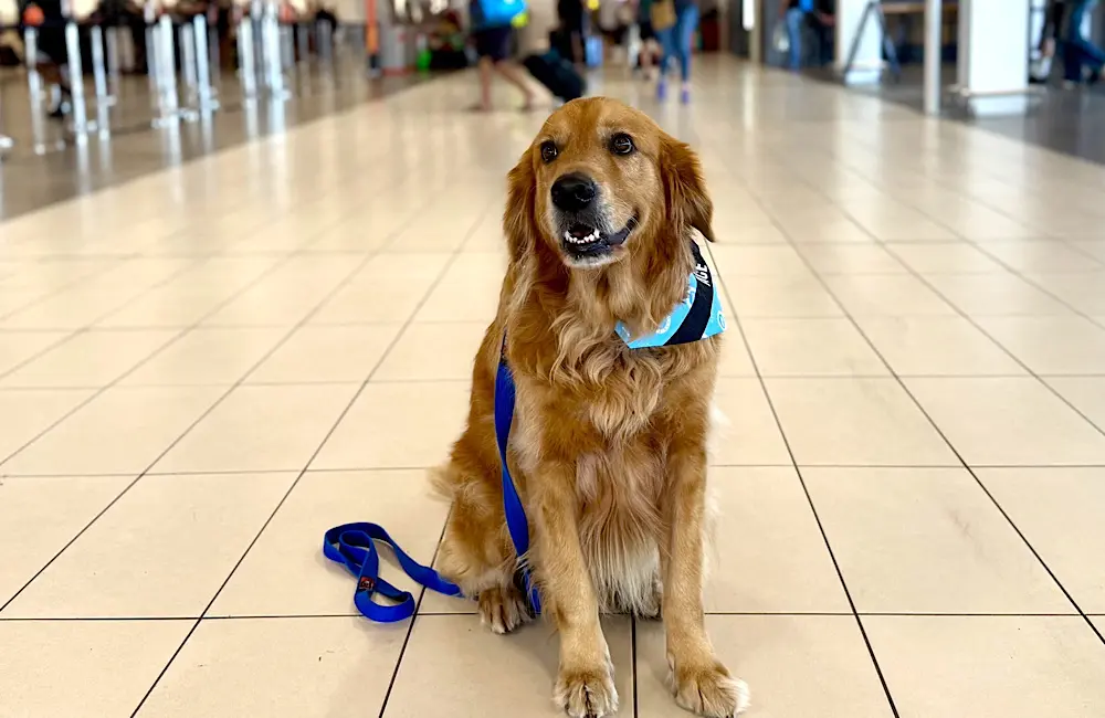 Meet Ace, Cairns Airport’s furriest new recruit