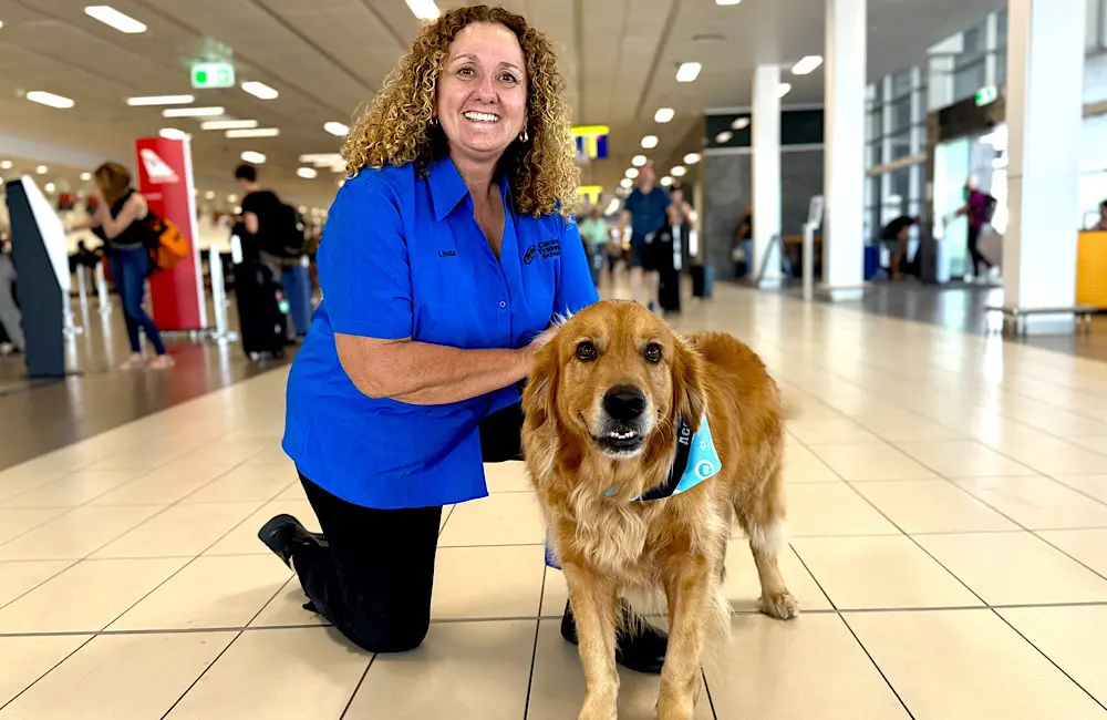 Meet Ace, Cairns Airport’s furriest new recruit 2 Ace the golden retriever with handler Linda Mair from the Canine Training School, bringing calm to Cairns Airport passengers.